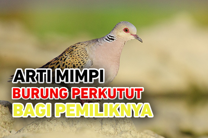 5 Arti Mimpi Burung Perkutut yang Bermakna Bagi Kehidupan Pemiliknya, Apa Saja Itu? Simak Penjelasannya