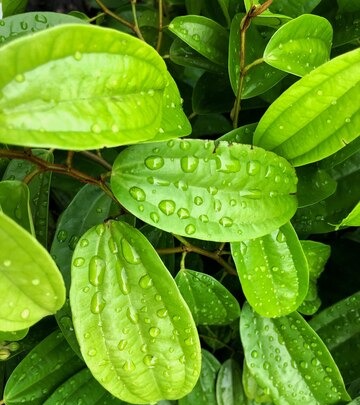 Manfaat Bersihkan Daerah Kewanitaan dengan Daun Sirih, Begini Langkah-langkahnya