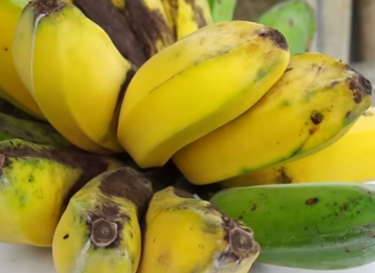 JANGAN PANDANG SEBELAH MATA, Ini loh 6 Manfaat Pisang Kepok