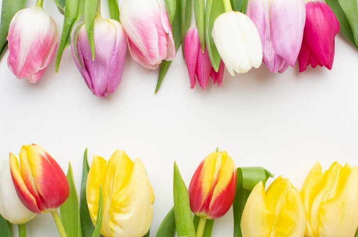 Gak Cuma Harumnya yang Semerbak, Bunga Tulip Punya Sederetan Manfaat sebagai Pengobatan Herbal