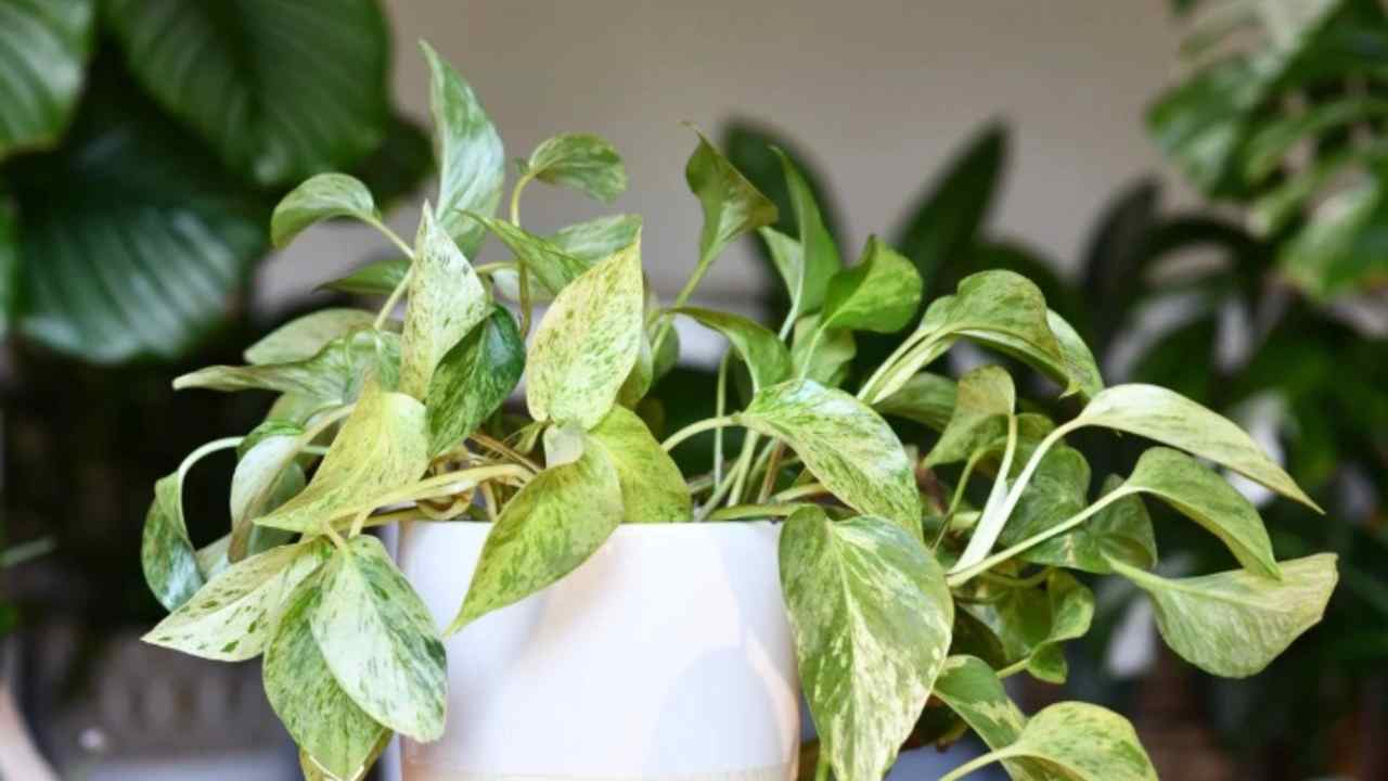 Dekorasi Rumah Jadi Instagramable! Tanaman Hias Ini Bikin Semua Sudut Hidup