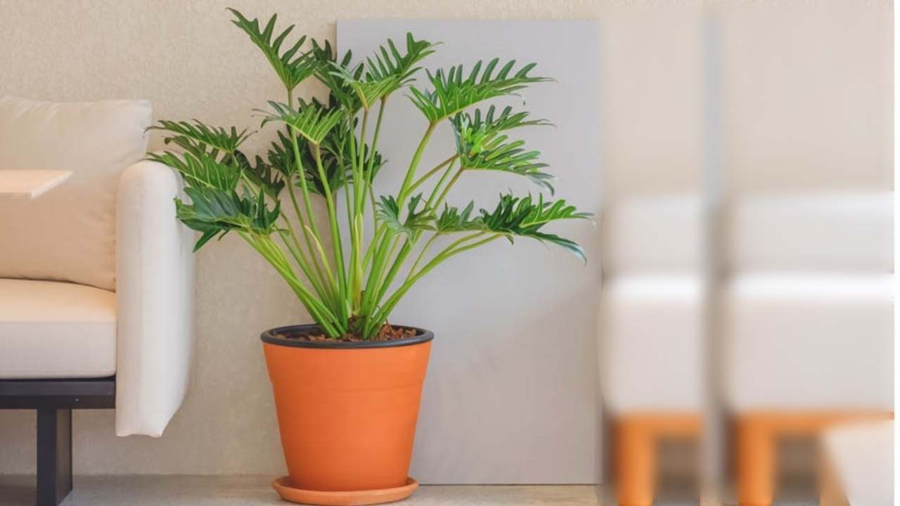 Ingin Rumah Terasa Lebih Segar? Philodendron Xanadu Bisa Jadi Jawabannya