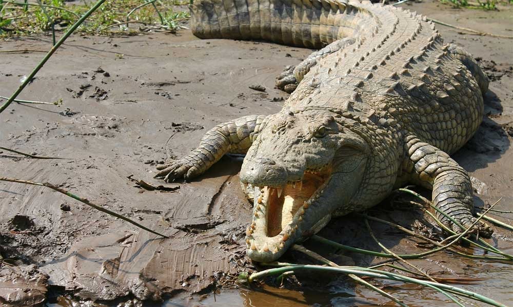 GEGER! Buaya Ukuran 3 Meter Masuk kolam Warga di Musi Rawas