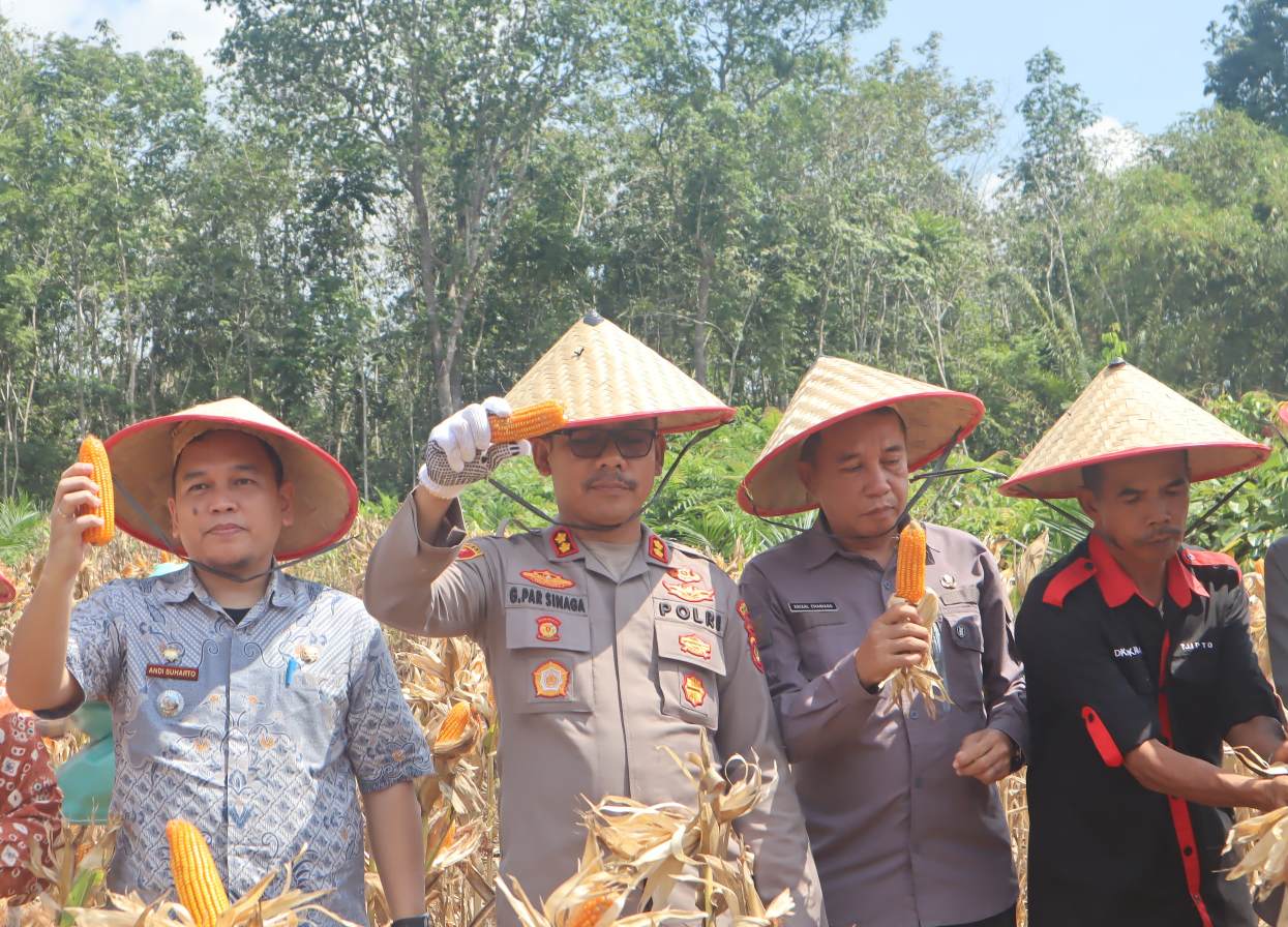 Dukung Swasembada Pangan Nasional, Kapolres Muba Panen Raya Jagung Hingga Capai 2 Ton