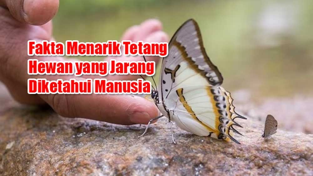 8 Fakta Menarik Tentang Hewan Yang Jarang Diketahui Manusia, Nomor 6 ...