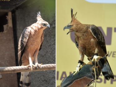 Burung Ini Terancam Punah, Padahal Dia Lambang Negara, Miris Ya?