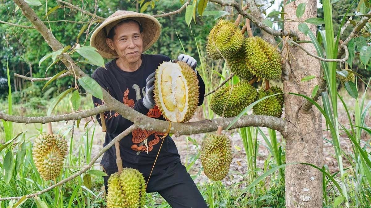 Buah Durian Empat Lawang Ini Sudah Terkenal Sampai Jabodetabek Lho, Manis dan Legit Banget Rasanya