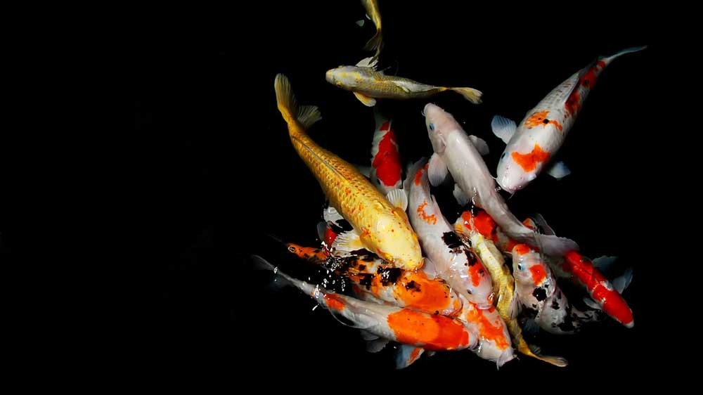 Ratusan Ikan Koi Mati Gegara Blackout, Warga di OKI Sumsel Merugi Rp30 Juta, Tuntut Solusi PLN