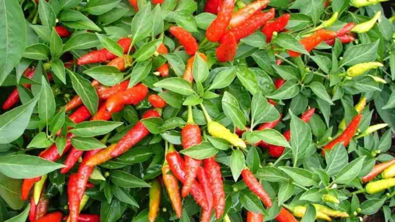Rahasia Petani Bikin Cabai Cepat Berbuah Lebat, Ternyata Ini Kuncinya!