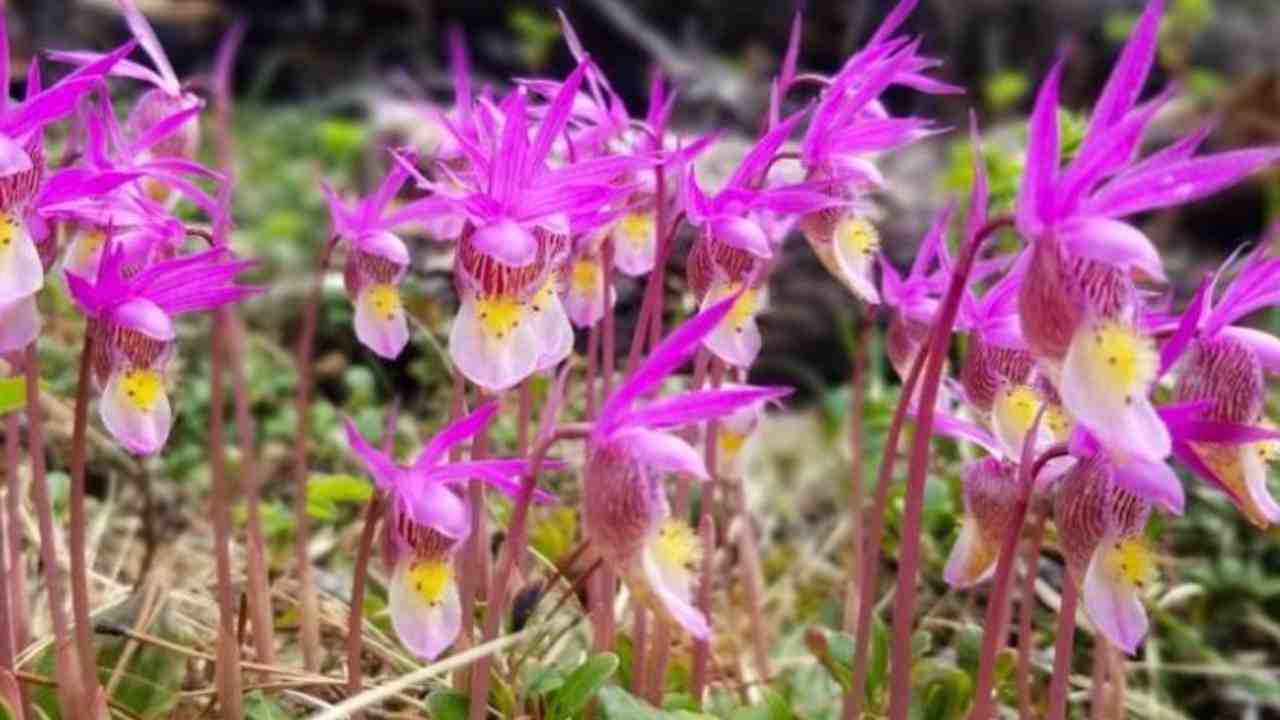 Beda dari Anggrek Biasa, 6 Jenis Anggrek Tanah Ini Cantik dan Mudah Dirawat