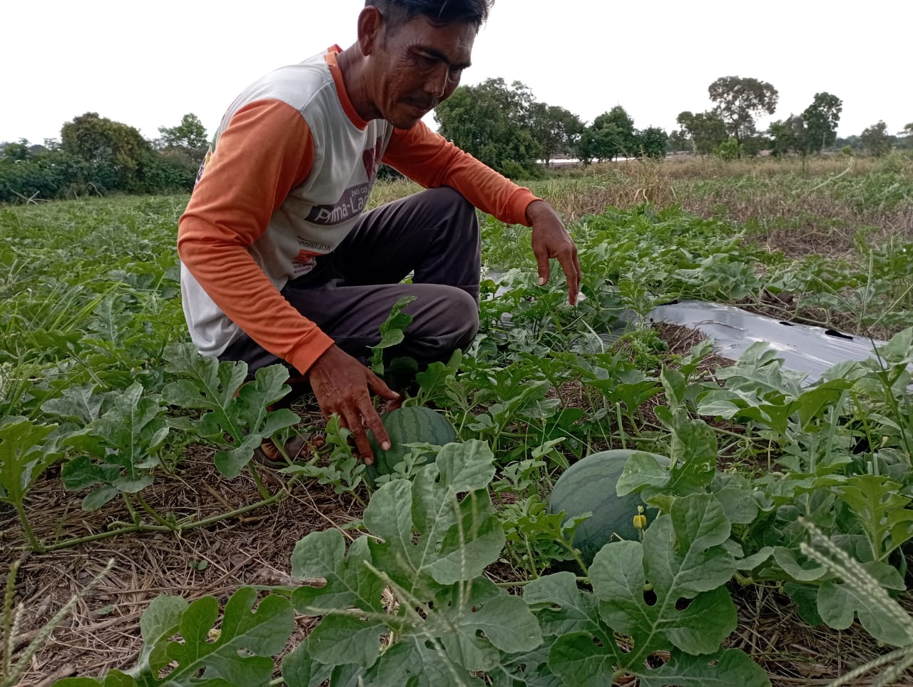 Begini Cara Menanam dan Merawat Buah Semangka, Dijamin Hasil Panen Memuaskan