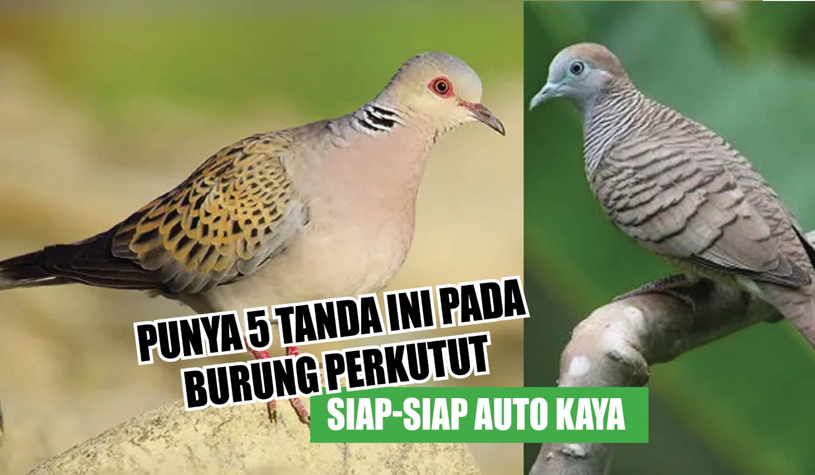 PERHATIAN! Jika Memiliki 5 Tanda Ini Pada Burung Perkutut Anda, Siap-siap Auto Kaya, Apa Saja?