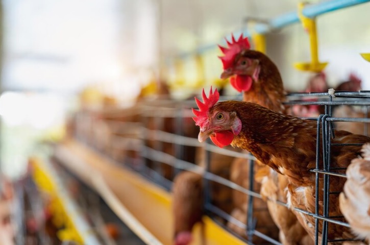 Cara Memulai Usaha Ternak Ayam di Desa untuk Pemula