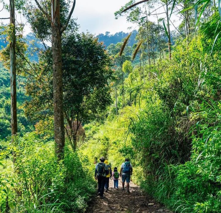 Tempat Kumpul Makhluk Gaib, 7 Hutan di Pulau Jawa Ini Terkenal Paling Angker