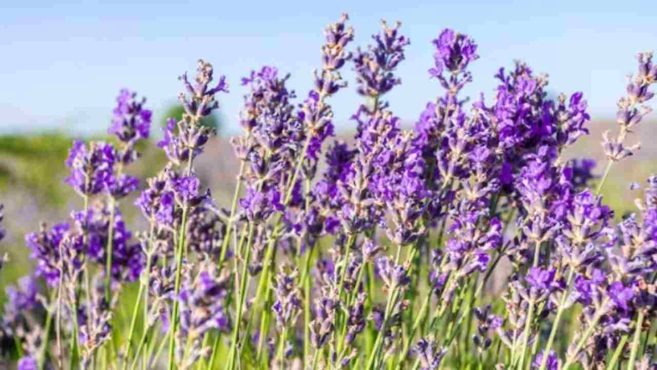 Ingin Rumah Lebih Beruntung? Ini 6 Tanaman Hias yang Wajib Dicoba