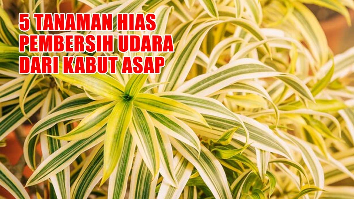 Lindungi Paru-parumu! Inilah 5 Tanaman Hias Pembersih Udara dari Kabut Asap 