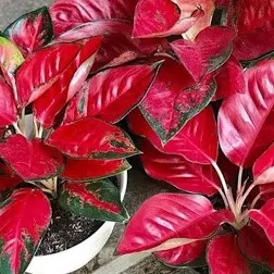 Dengan Daun Merah Muda yang Elegan, Pesona Aglonema Red Anjamani Pikat Hati Pecinta Tanaman Hias