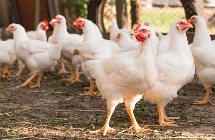 3 Daerah di Sumatera Selatan Gudangnya Daging Ayam, Palembang Termasuk?