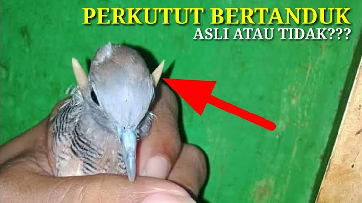 Benarkah Burung Perkutut Bisa Tumbuh Tanduk? Begini Penjelasannya