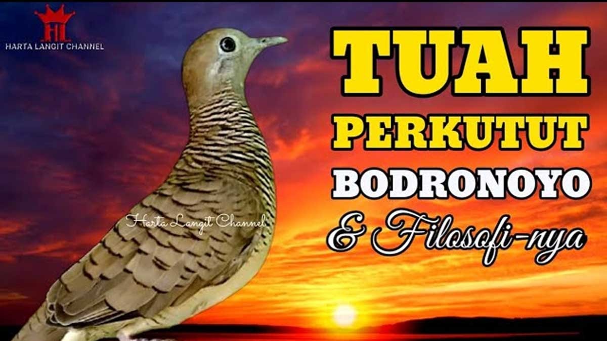 Ini Ciri Mathi dan Filosofi Perkutut Bodronoyo, Burung Perkutut yang Sangat Baik untuk Dipelihara 