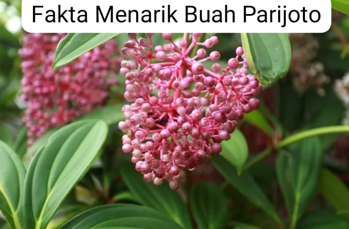 Fakta Menarik Buah Parijoto, Emak-Emak Suka Banget, Yuk Kita Simak