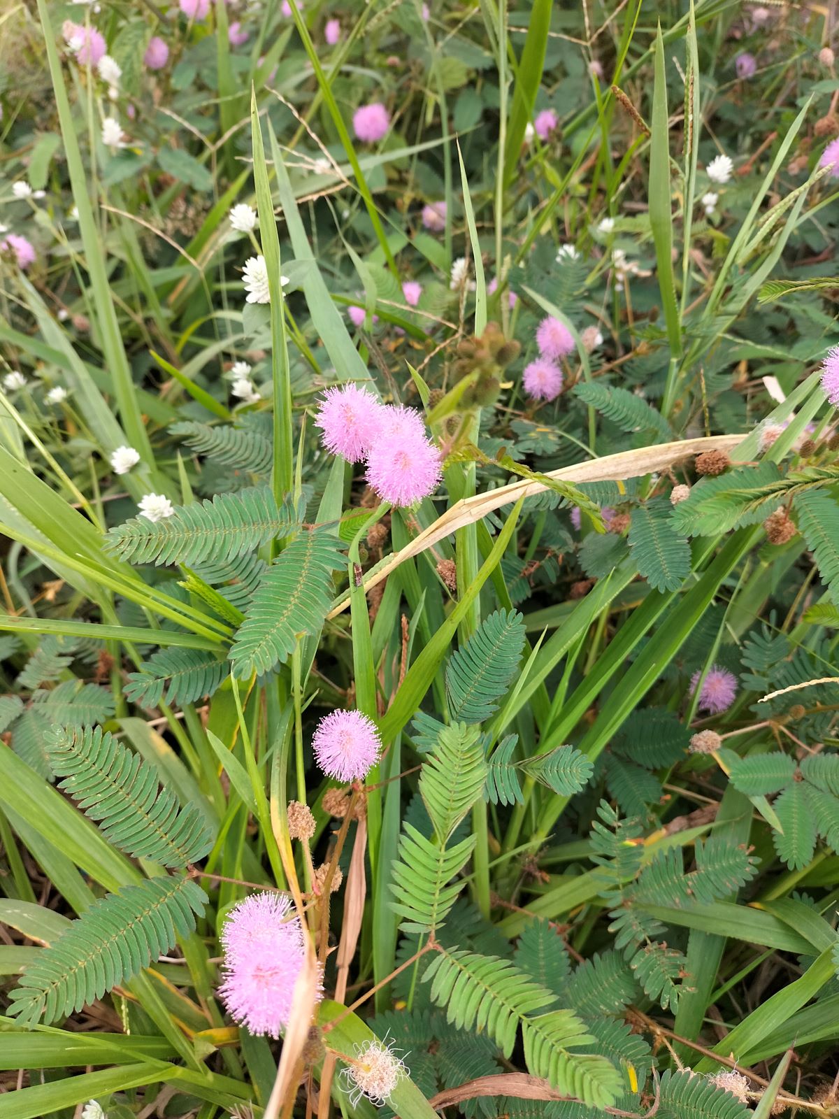 Ternyata Bunga Putri Malu Miliki Segudang Manfaat loh, yuk Simak Pembahasannya