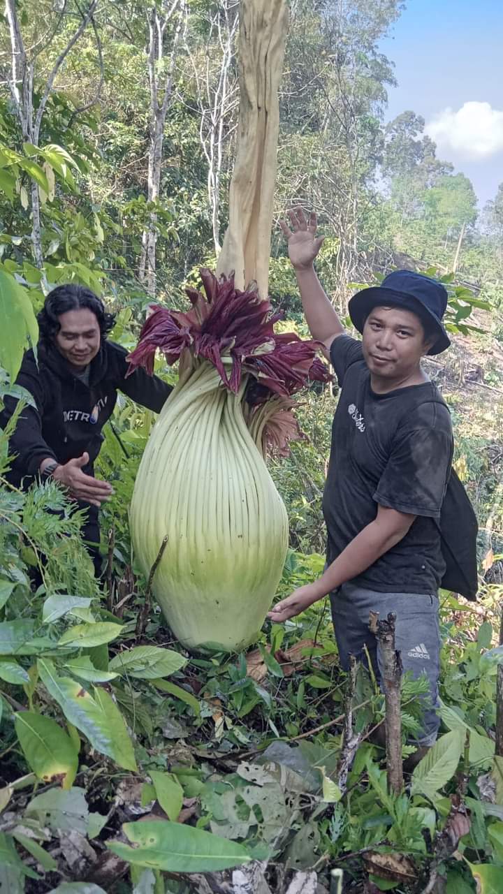 Viral! Penemuan Bunga Bangkai Setinggi 2 Meter di Musi Rawas