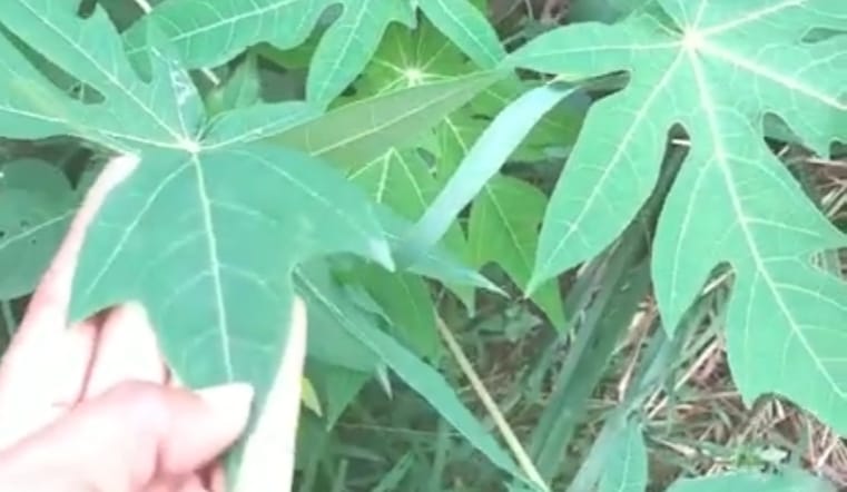Inilah 10 Manfaat Daun Pepaya Bagi Kesehatan Tubuh Anda