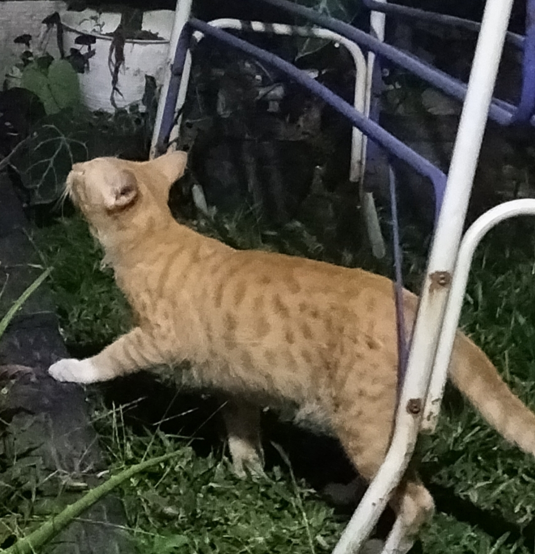 2 Keuntungan Memelihara Kucing Kampung di Rumah, koloni Tikus Langsung Kabur 