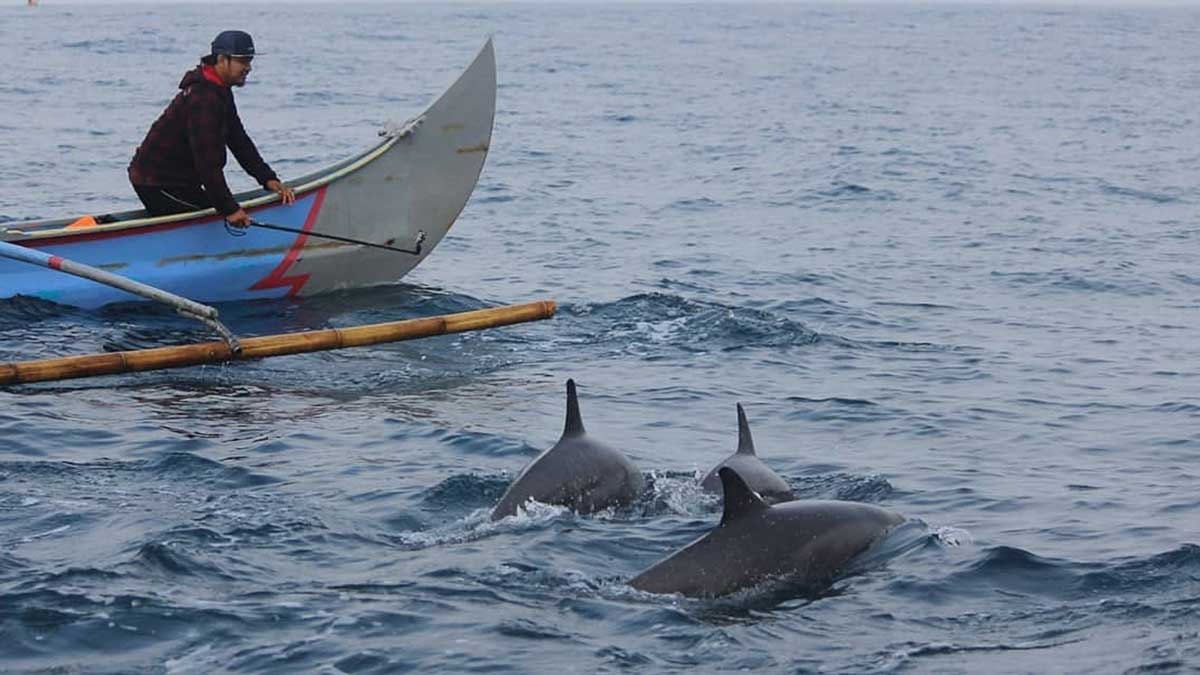 Wisata Asyik, Melihat Lumba-Lumba di Teluk Kiluan