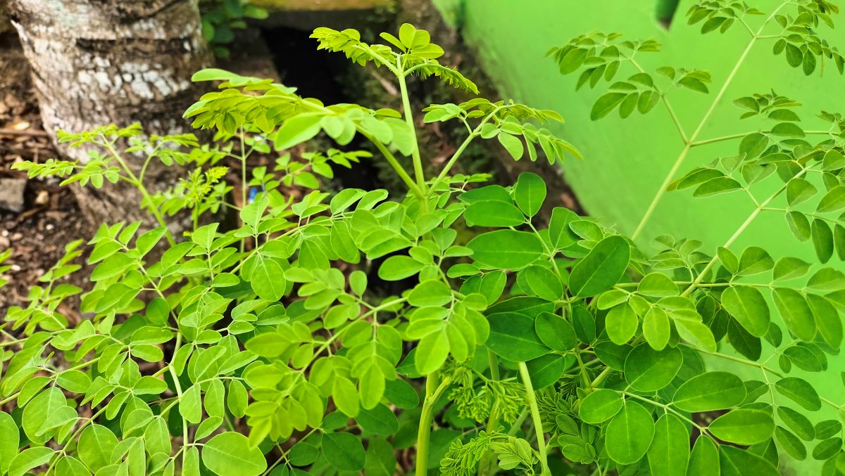 Selain Daun Katu, Ini Tanaman yang Bisa Memperlancar Asi