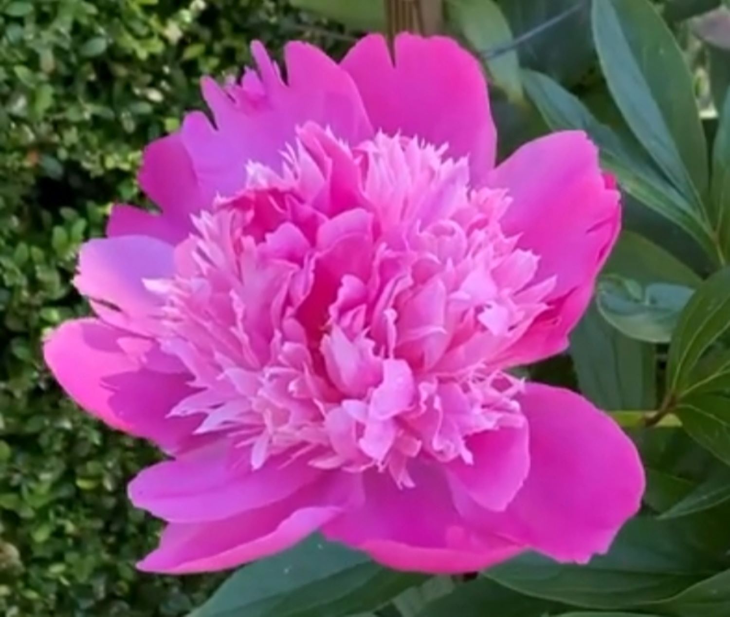 10 Cara Merawat Tanaman Hias Bunga Peony, Mudah dan Sederhana!