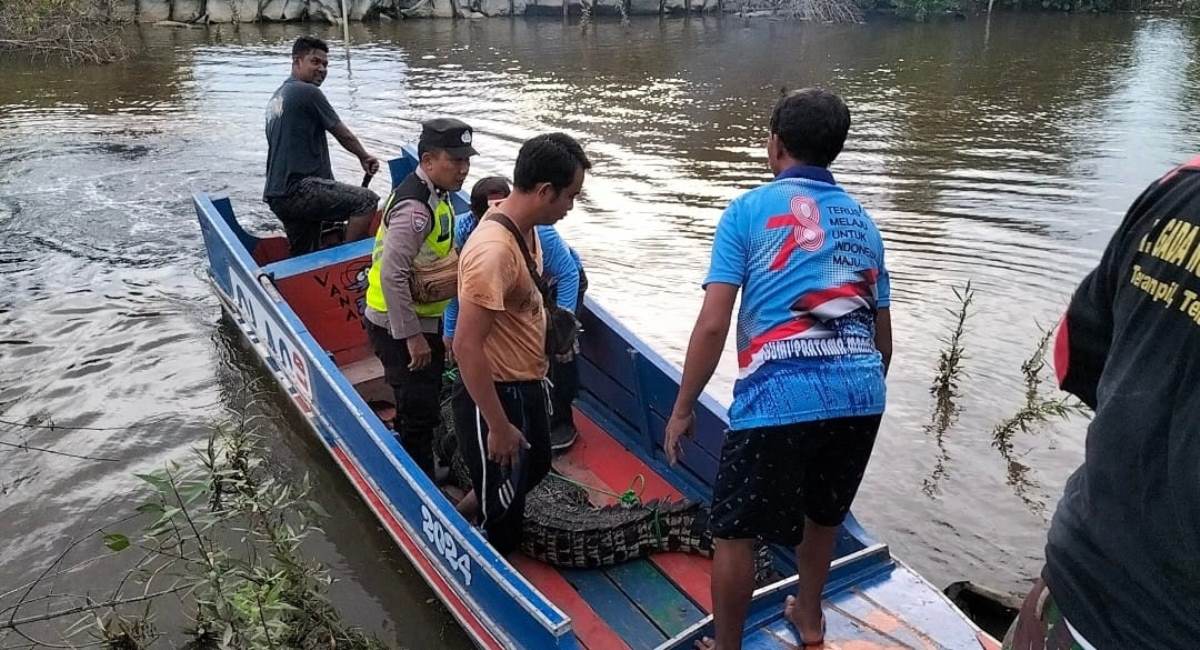 Lagi! Buaya Teror Warga Sungai Menang OKI