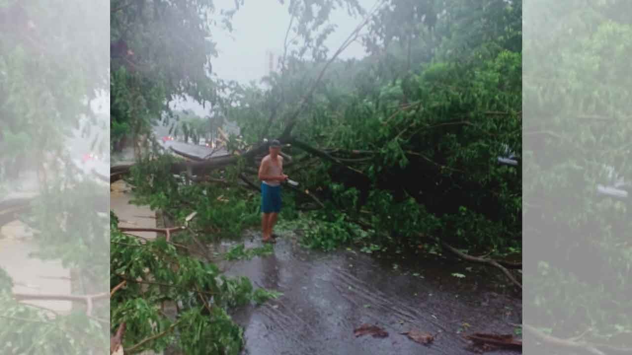 Hujan ‘November Rain’, Banyak Pohon Tumbang di Palembang