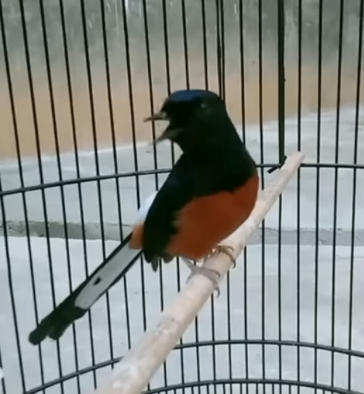 SIMAK! Berikut 7 Jenis Burung Berkicau Paling Disukai Orang di Indonesia