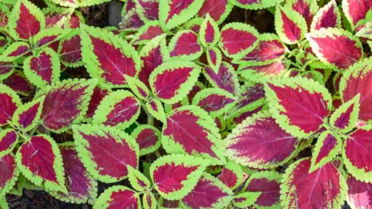 Tanaman Roudis Color Ruang Keluarga Jadi Lebih Hidup! 5 Tanaman Hias Indoor Cantik Ini Bikin ...
