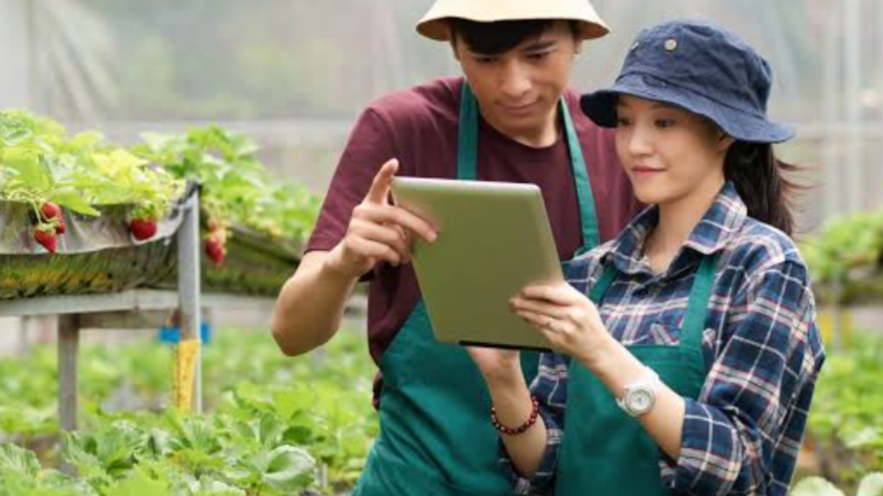 Menteri Pertanian Janjikan Petani Milenial Dapat Rp10 Juta Per Bulan, Ayo Segera Daftar!