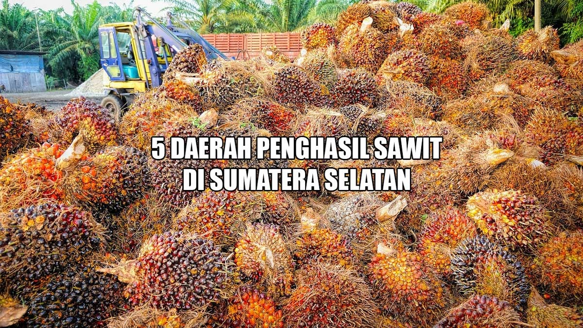 5 Daerah Penghasil Kelapa Sawit Terbesar di Sumatera Selatan, Banyuasin Masuk Daftar, Juaranya Kabupaten Ini 
