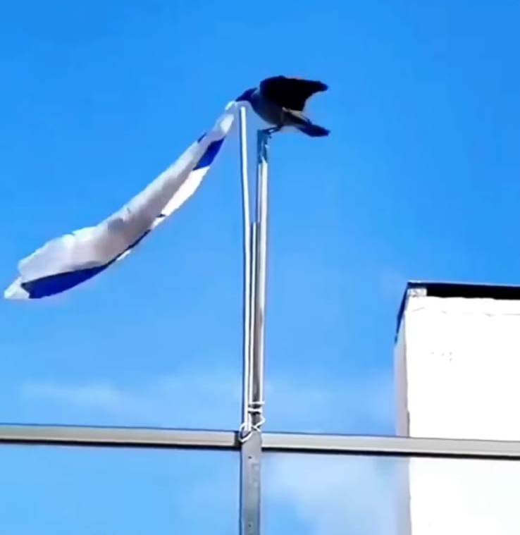 VIRAL, Seekor Burung Menurunkan Bendera Israel! Warganet: Hewan Pun Tidak Merestui Bendera Itu Berkibar