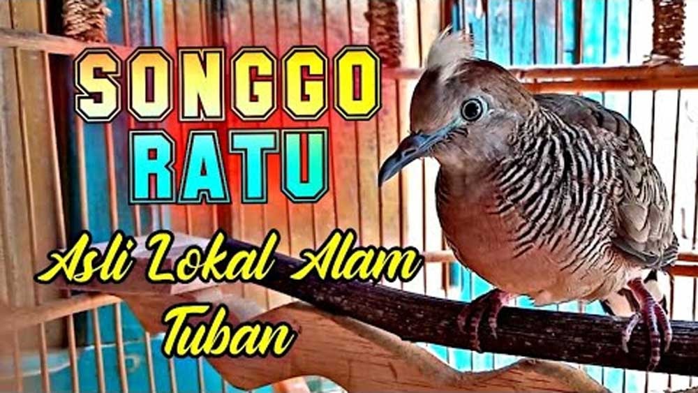 Peliharaan Para Raja, Inilah Ciri Khas dan Keistimewaan Burung Perkutut Songgo Ratu