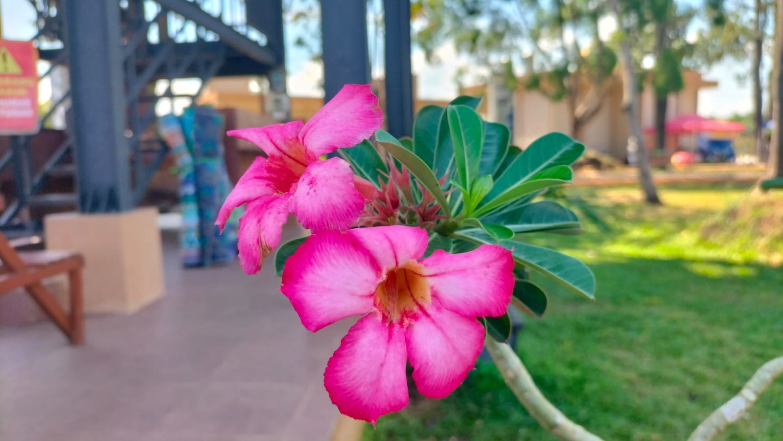 8 Deretan Manfaat Bunga Kamboja, Nomor 5 Pasti Anda Tidak Menyangka 