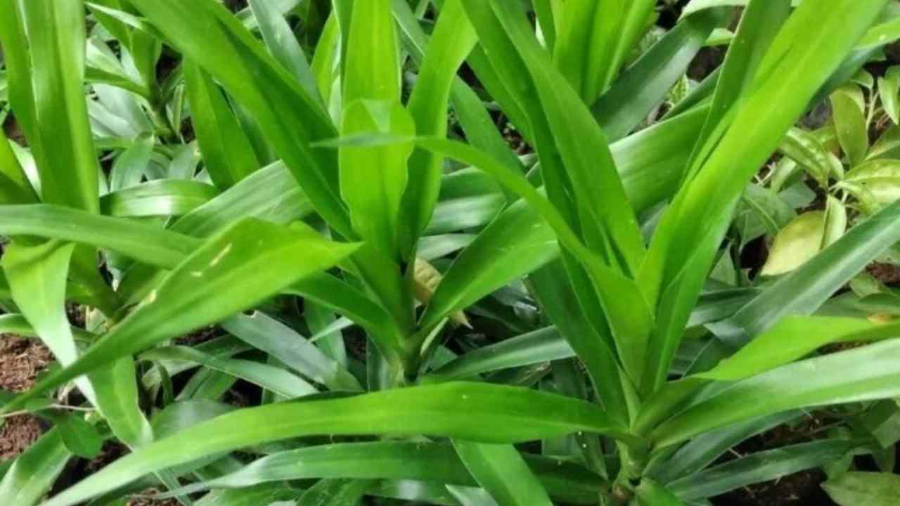 Lebih dari Sekadar Pewarna Alami, Ini Khasiat Daun Suji bagi Tubuh