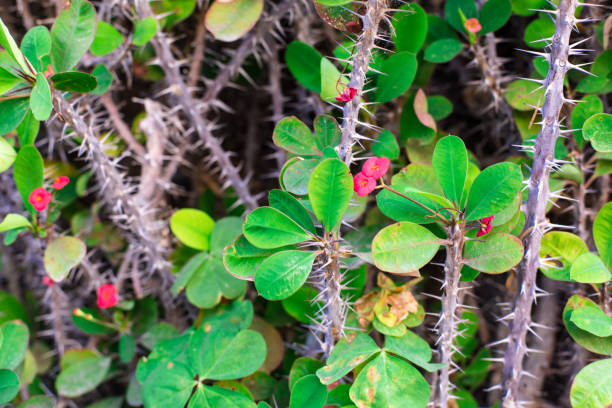 5 Jenis Tanaman yang Dipercaya Memiliki Energi Negatif