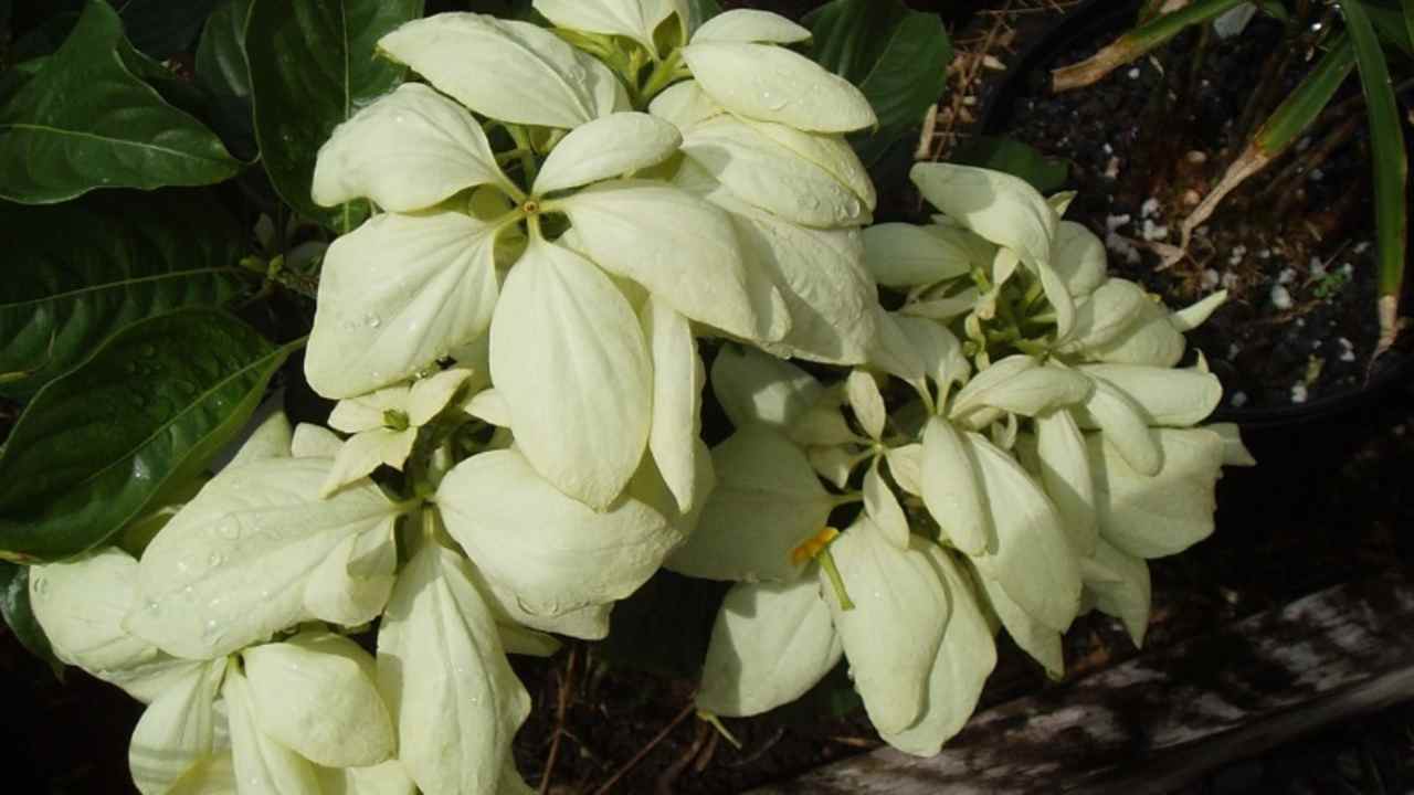 Bukan Sekadar Cantik, Tanaman Hias Ini Ternyata Berkhasiat untuk Tubuh