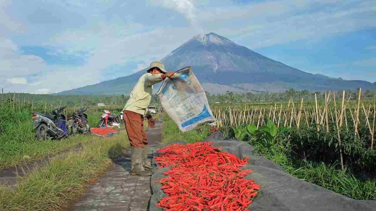 Dorong Swasembada Pangan, BRI Salurkan KUR Rp65,95 Triliun, Jangkau 558 Ribu Petani dan 23 Ribu Nelayan  