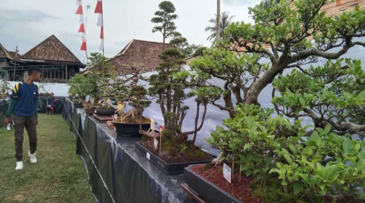 Cantiknya Bonsai Penesak di Ogan Ilir