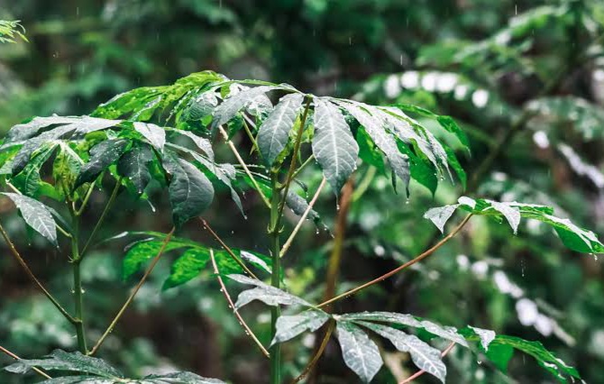 Yuk Kenali Manfaat Daun Singkong yang Ampuh Cegah Berbagai Penyakit!