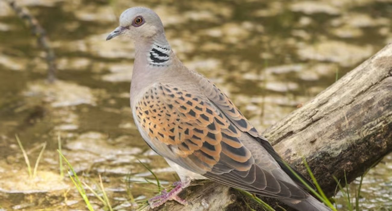 3 Jenis Burung Perkutut yang Dipercaya Masyarakat Jawa Pembawa Keberuntungan dan Hoki, Peliharalah