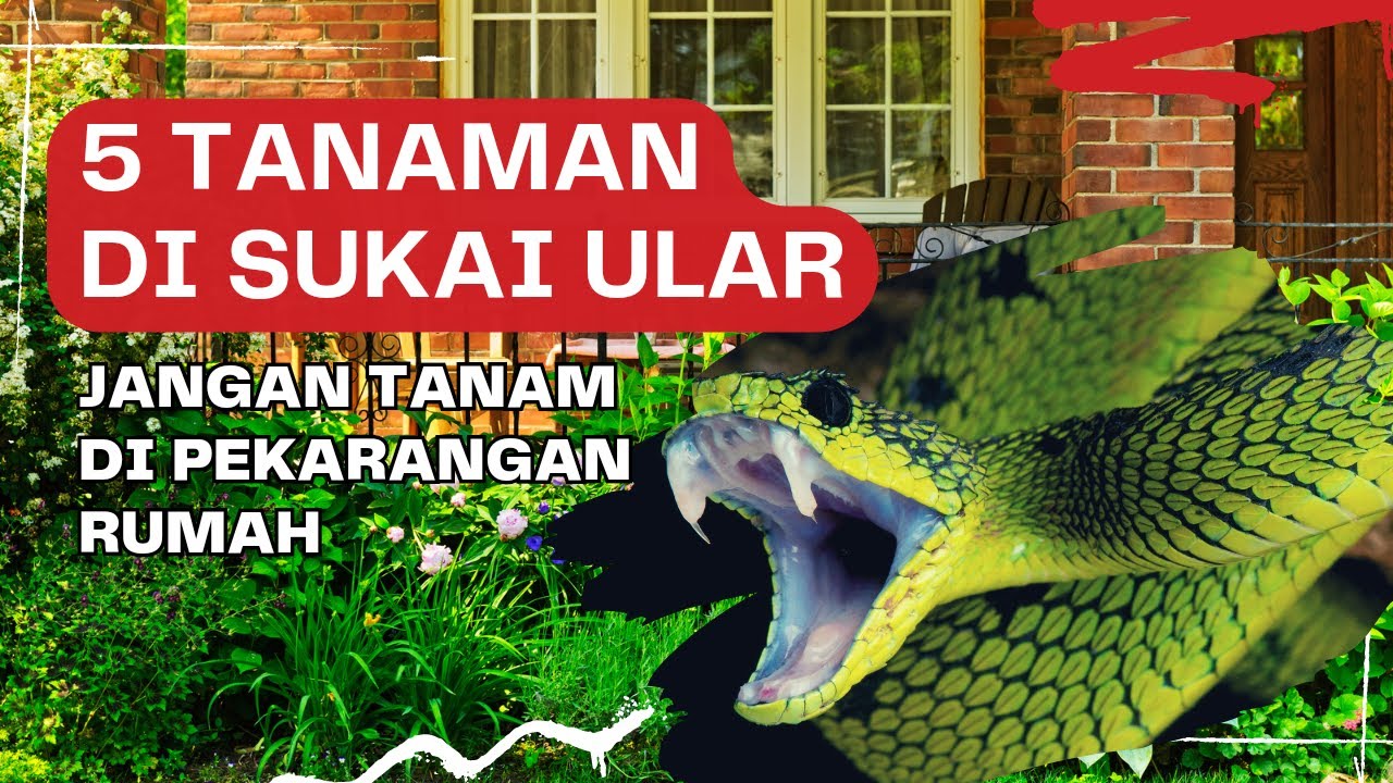 Coba Hindari Beberapa Tanaman Ini, Jangan Ada di Pekarangan Rumah, Nanti Menyesal