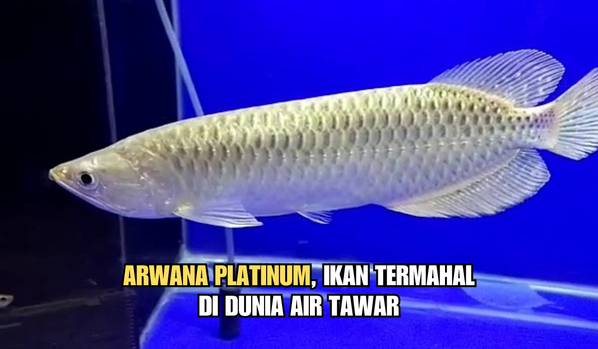 Mengungkap Misteri Arwana Platinum: Ikan Termahal di Dunia Air Tawar sebagai Simbol Keberuntungan